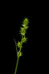 Bur-reed sedge